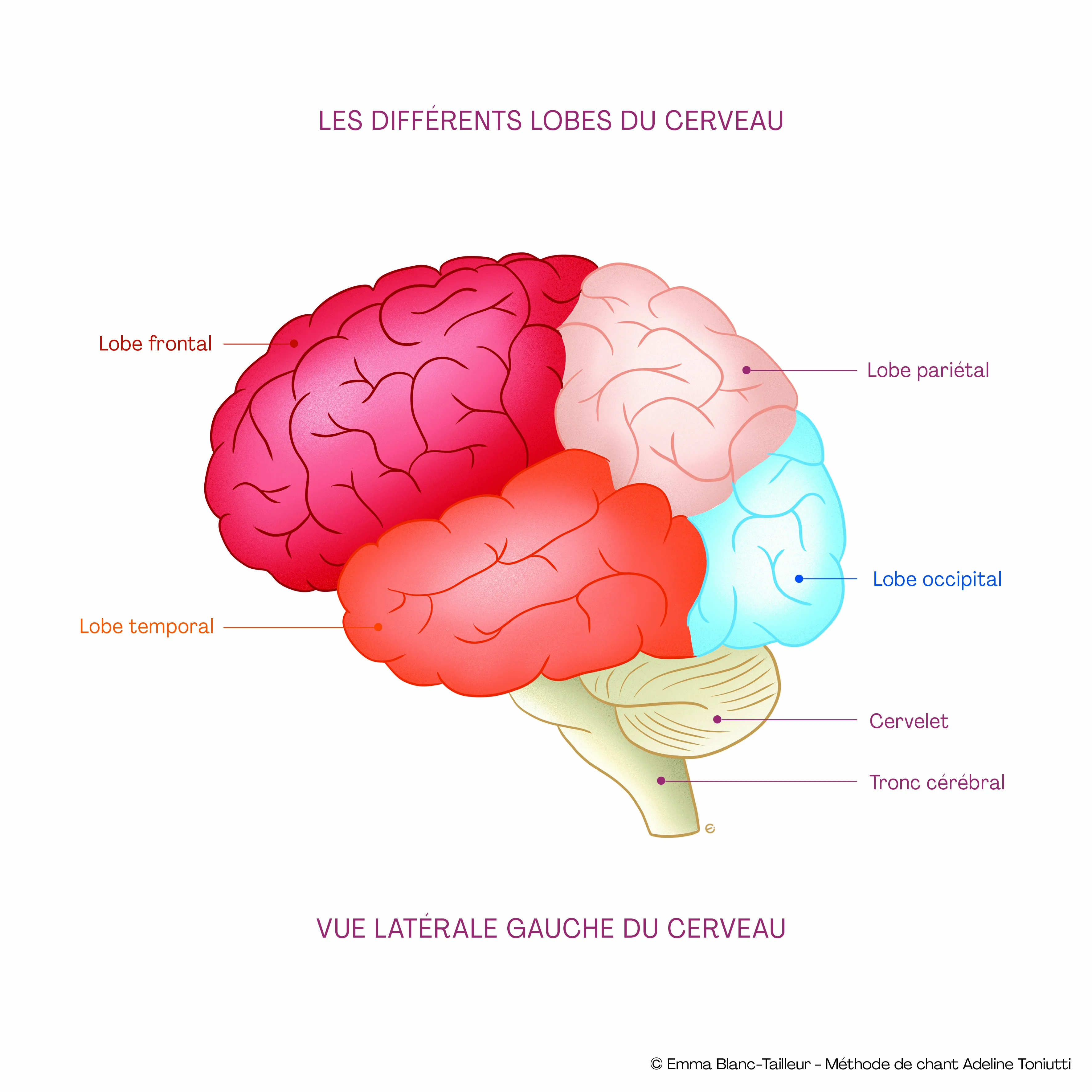 Brain lobes and language areas: Broca, Wernicke, occipito-temporal cortex