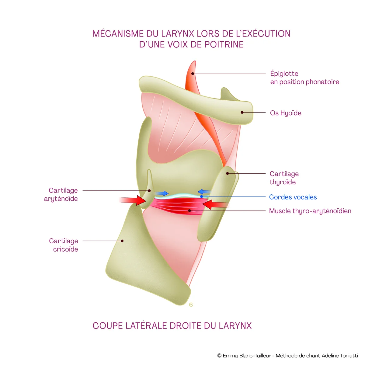 Mécanisme du larynx en voix de poitrine — coupe latérale avec cordes vocales