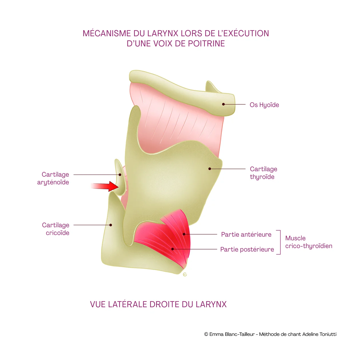 Mécanisme du larynx en voix de poitrine — vue latérale