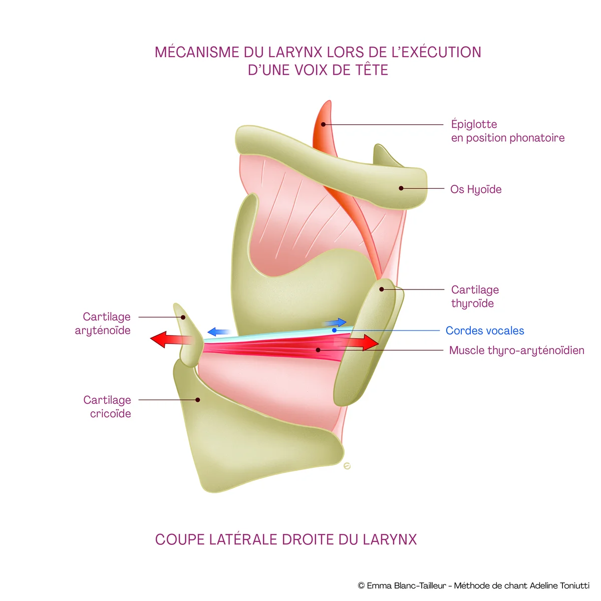 Mécanisme du larynx en voix de tête — coupe latérale avec cordes vocales