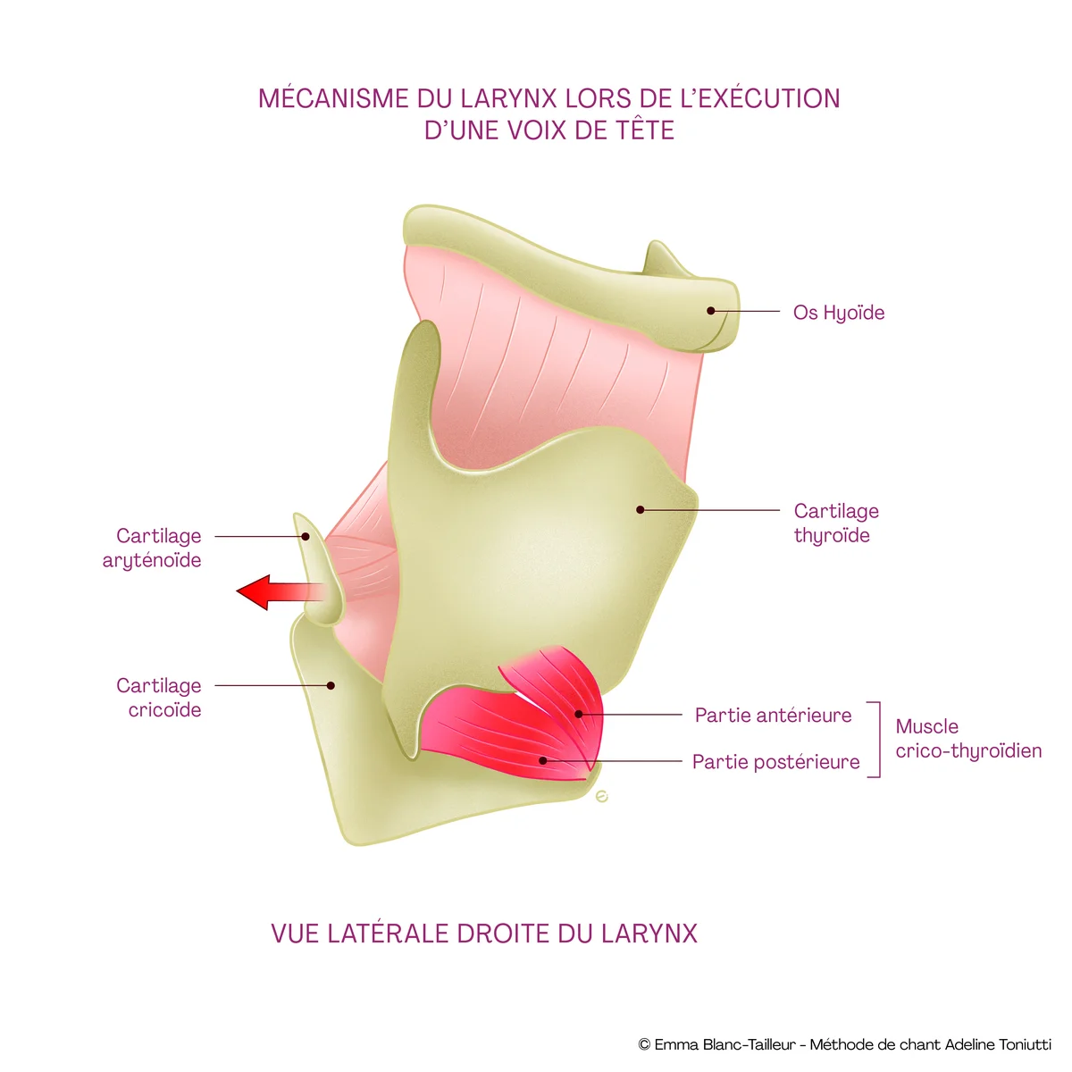 Mécanisme du larynx en voix de tête — vue latérale